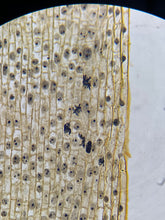 Load image into Gallery viewer, Prepared Slide - Mitosis - Onion (Allium Cepa) Root Tip