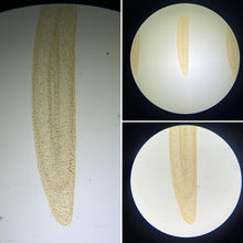 Load image into Gallery viewer, Prepared Slide - Mitosis - Onion (Allium Cepa) Root Tip