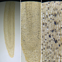 Load image into Gallery viewer, Prepared Slide - Mitosis - Onion (Allium Cepa) Root Tip