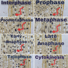 Load image into Gallery viewer, Prepared Slide - Mitosis - Onion (Allium Cepa) Root Tip
