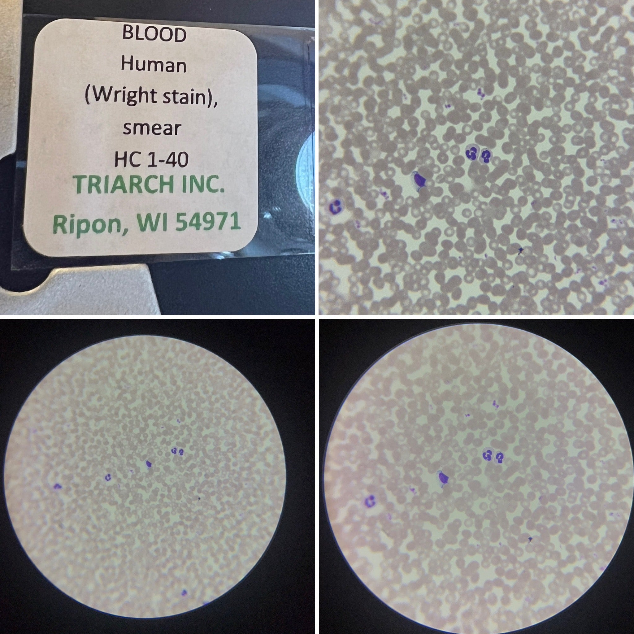 Wraight Stain Human Blood Wright Stain Prepared Microscope Slide HC1-40 – Science ...