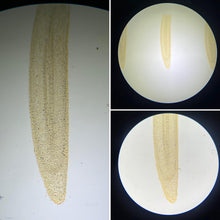 Load image into Gallery viewer, Prepared Slide - Mitosis - Onion (Allium Cepa) Root Tip
