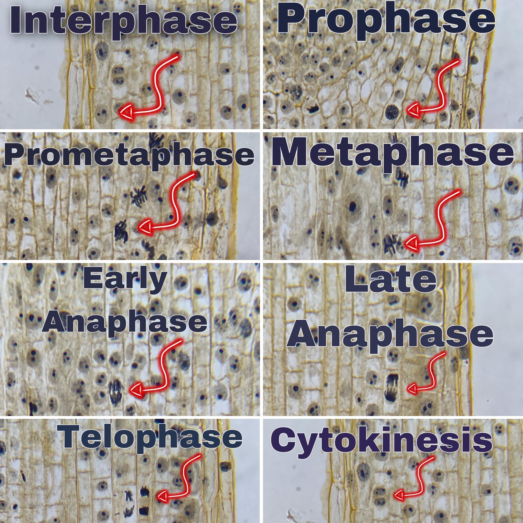 Root Tip Ext Code Late Telophase Onion Root Tip